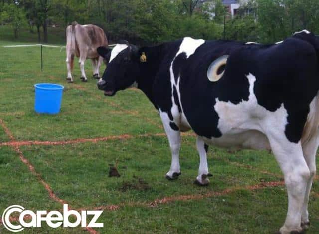 Vì sao nhiều con bò không những không Cʜếᴛ mà còn sống khỏe mạnh nhờ bị đục lỗ ngay trên cơ thể?