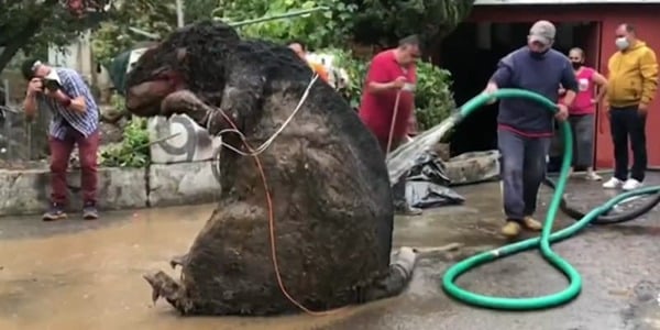 “Con chuột” khổng lồ chặn cống thoát nước gây ngập lụt nghiêm trọng khiến 1 người tử vong