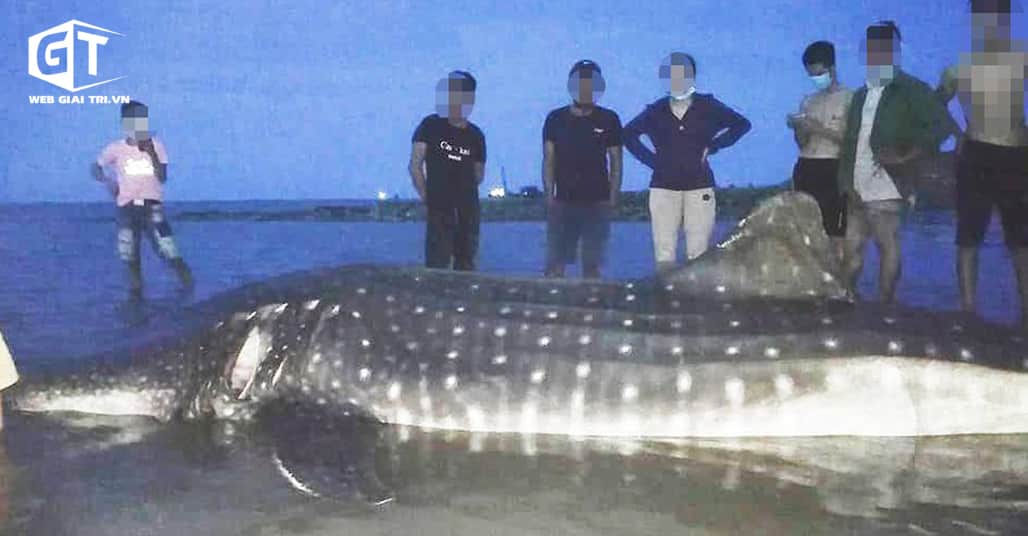 Phát hiện cá lạ dài 4m, nặng hơn 1 tấn trôi dạt vào biển Nghệ An: Được người dân chôn cất tử tế theo phong tục