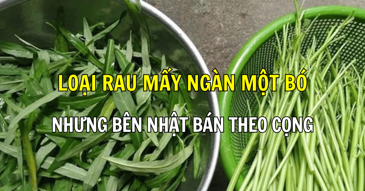 Loại rau mấy ngàn một bó ở Việt Nam nhưng bên Nhật bán theo cọng, chị em ăn sẽ khỏe dạ dày, da căng mịn
